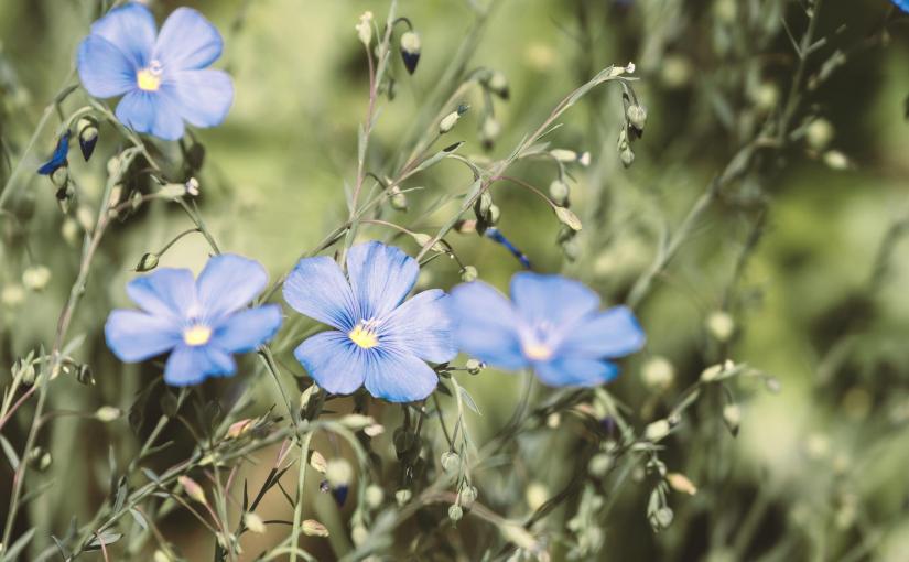 Die unscheinbare Blume